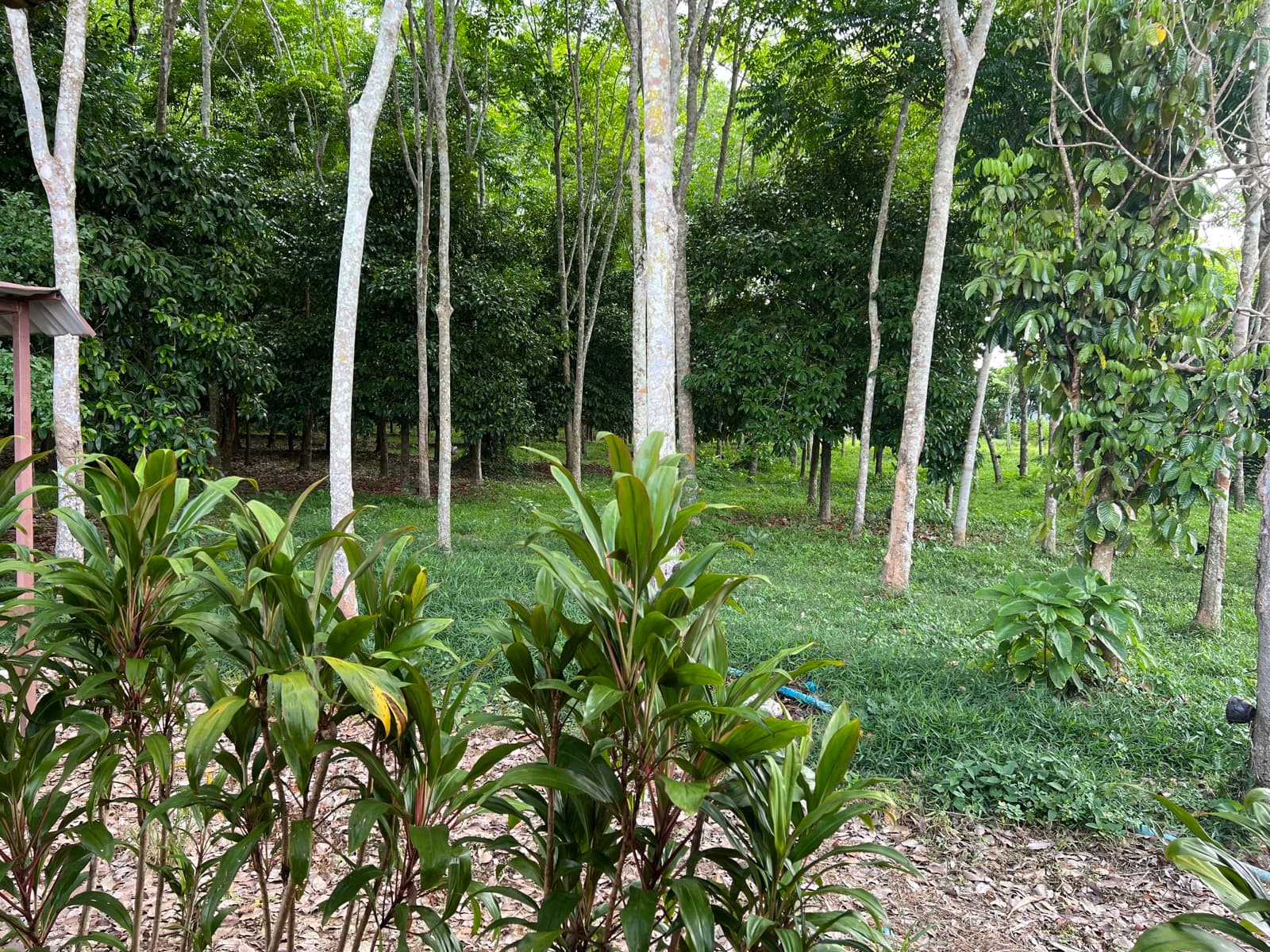 Layered understory plants and young fruit trees beneath mature rubber